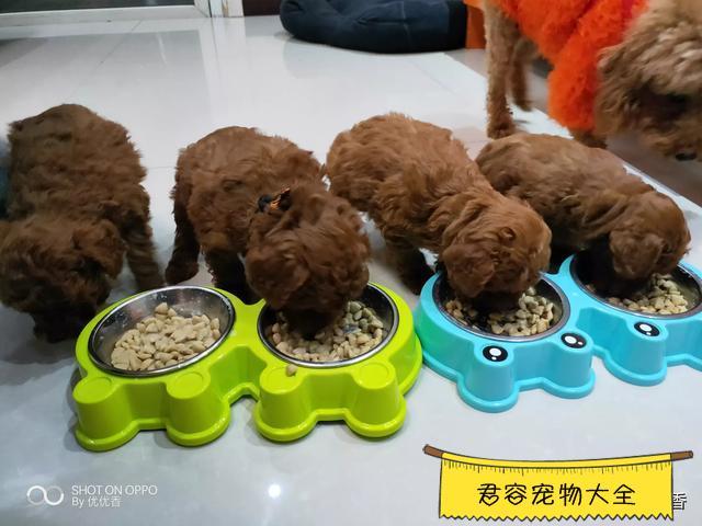 泰迪不吃东西还拉肚子吃什么药好