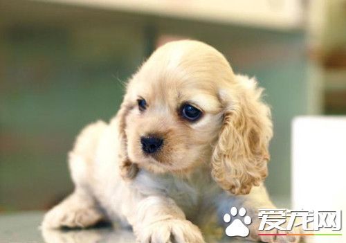 小狗怎么养怎么训练