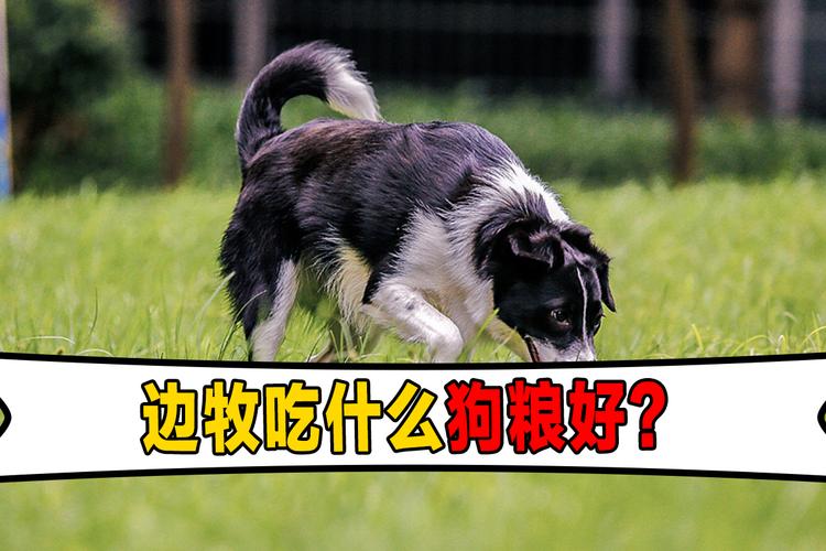 训练边牧的时候吃什么
