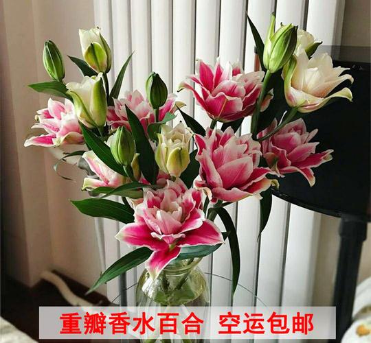 切花百合的栽培要点