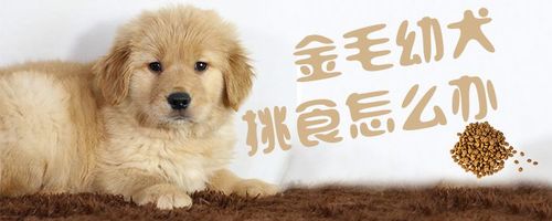 金毛幼犬能吃的东西怎么办