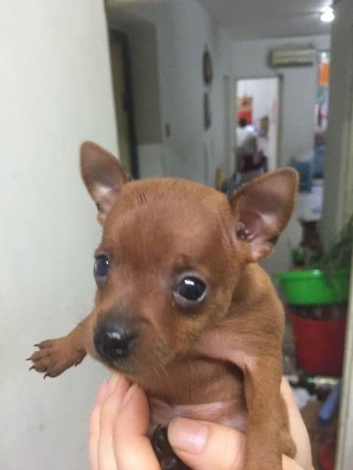 小鹿犬的训练