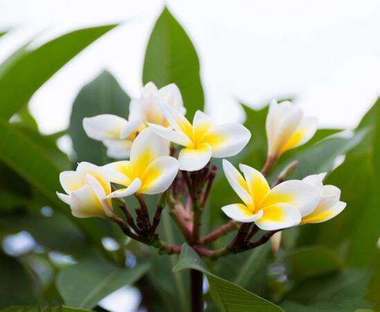 鸡蛋花养殖方法