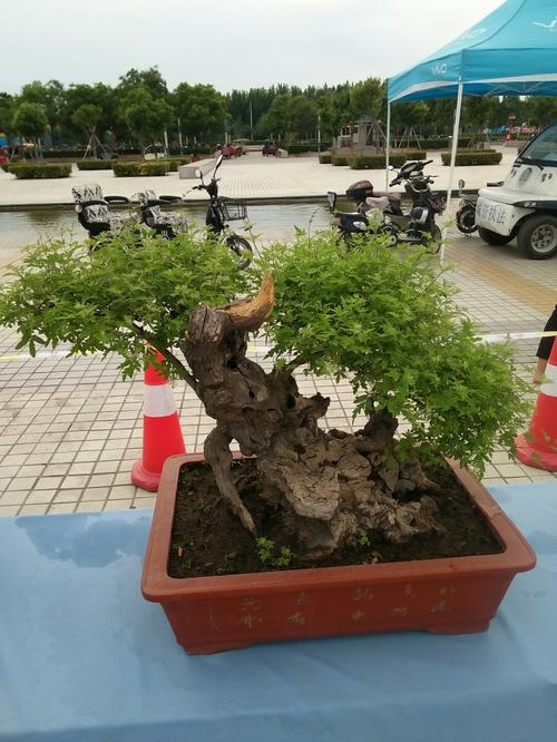 皂荚盆景栽培