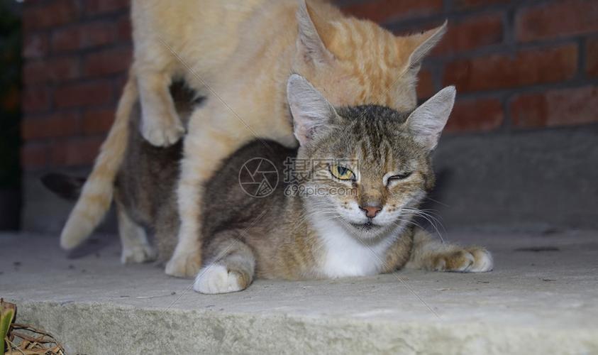 猫咪交配后不吃东西怎么办