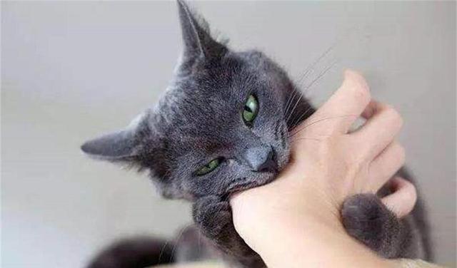猫突然疯狂咬东西
