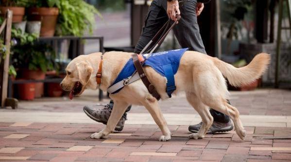 导盲犬训练过程