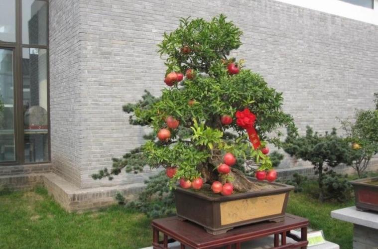 盆栽石榴栽培方法