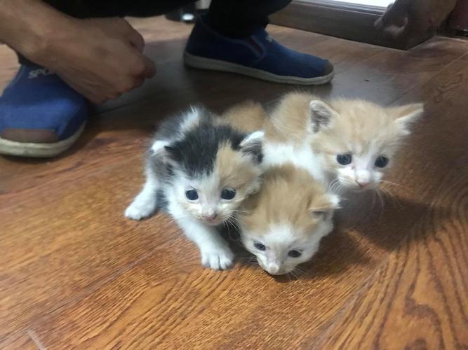 两个月的小奶猫不吃东西怎么办