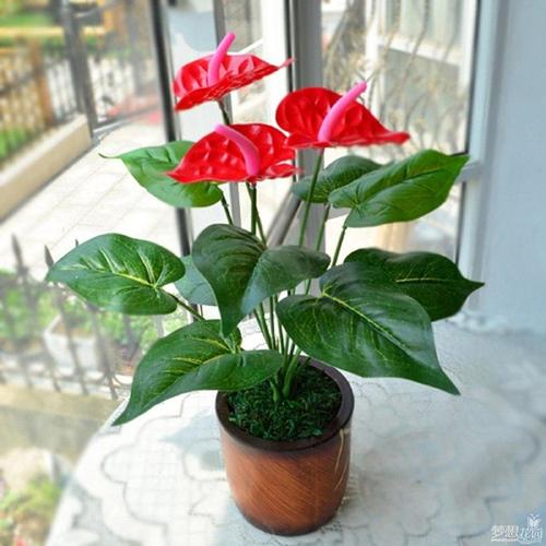 室内栽培草本花卉有哪些