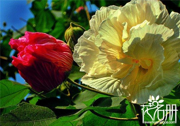 芙蓉花芙蓉花怎样栽培