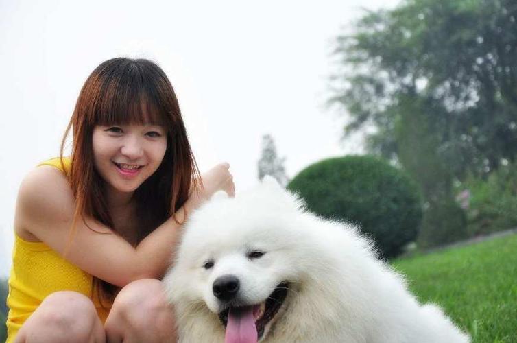 萨摩耶成年犬怎么训练大小便