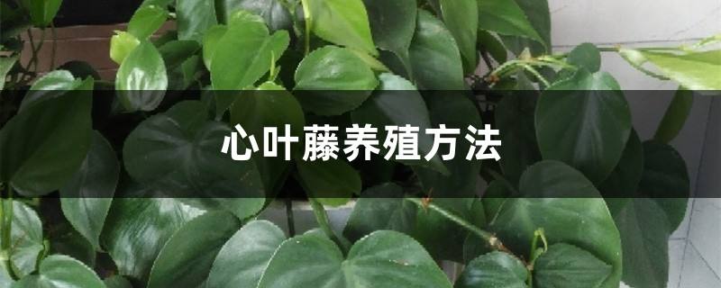心叶藤的养殖方法