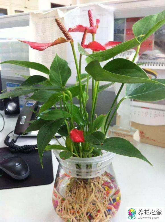 水培红掌的方法