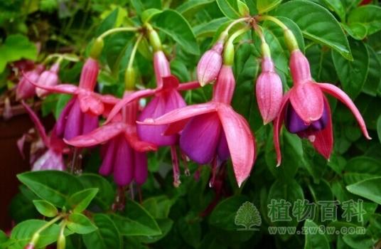 吊钟花栽培