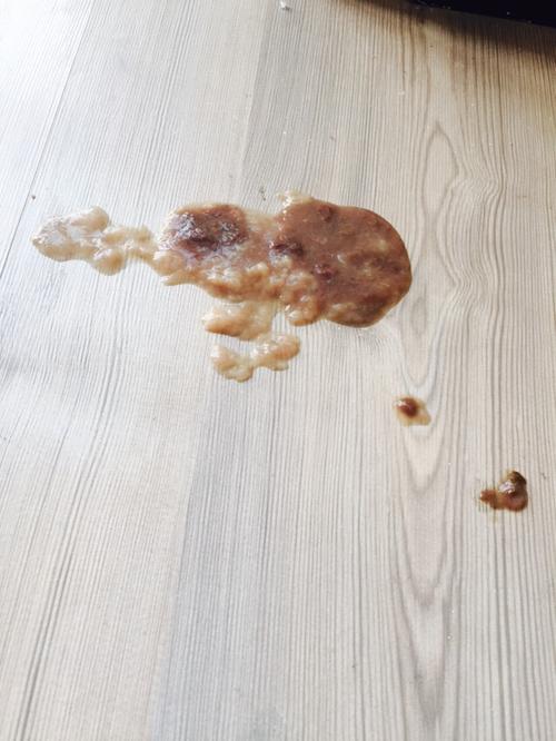 两个月小狗吃东西吐