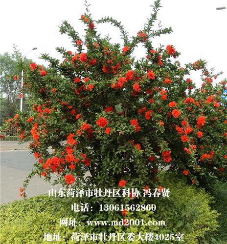 花石榴的栽培技术
