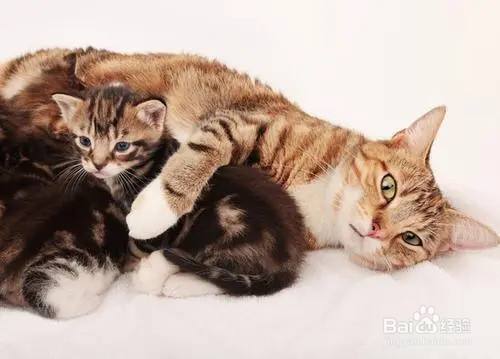 一个月的小猫需要什么东西怎么办