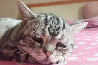 猫突然不吃东西没精神