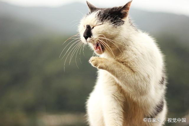 一个多月大的猫咪乱咬东西怎么回事