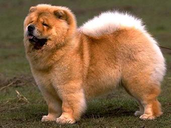 毛狮犬如何训练