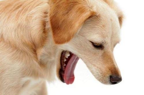 狗狗不爱吃东西呕吐