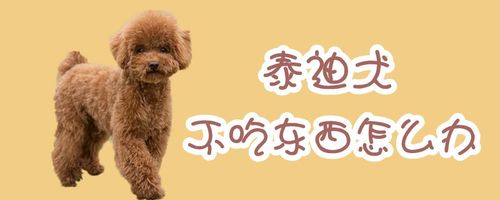 泰迪狗生气不吃东西怎么办