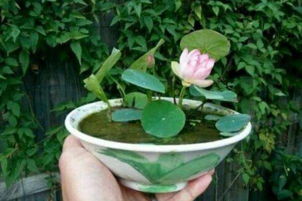 荷花的养殖方法