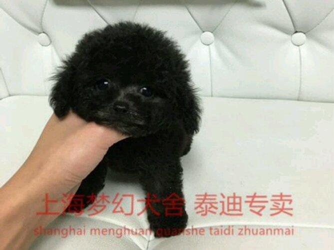 2个多月的泰迪怎么训练