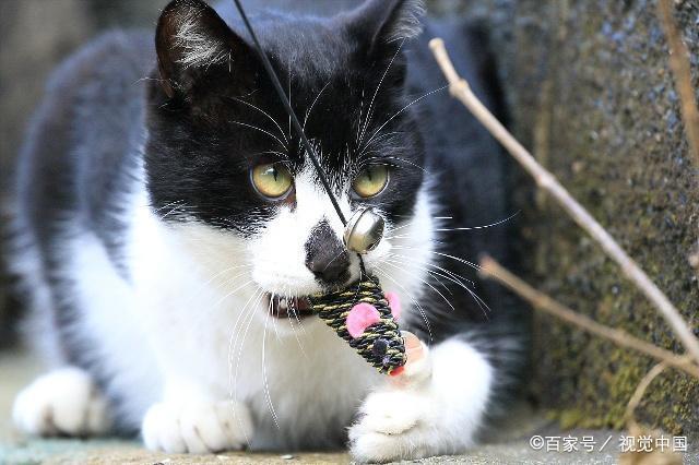 猫乱咬东西怎么办