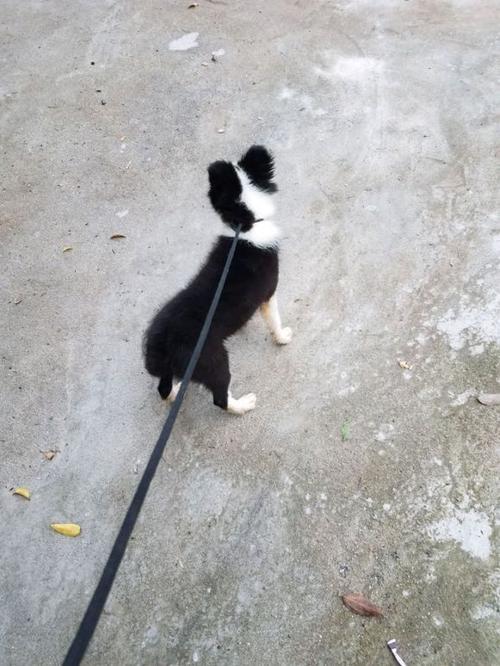 训练两个月边牧如厕