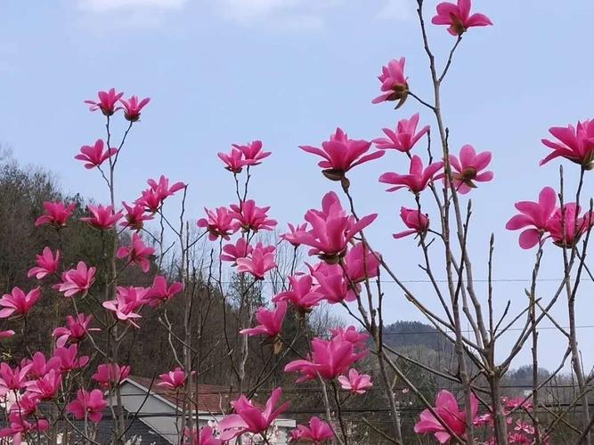 红花玉兰栽培密度
