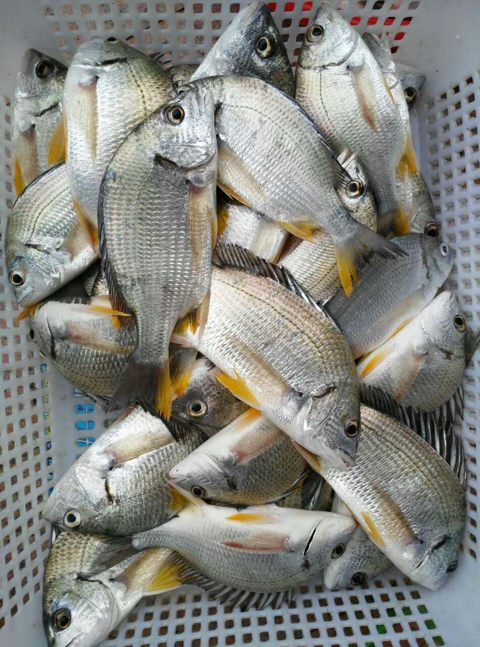 黄脚立鱼做法