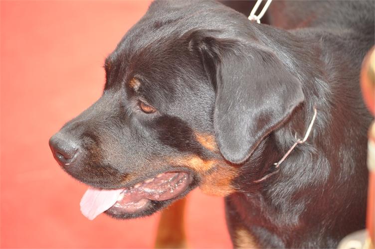 罗威犬乱咬东西