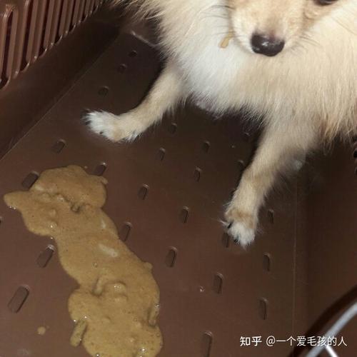 狗为什么会吐东西是怎么回事