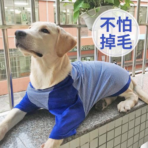 训练狗衣服
