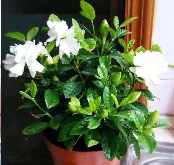 四季栀子花的繁殖方法