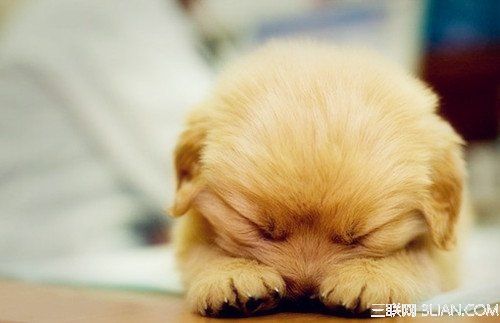 两周小狗要注意什么东西