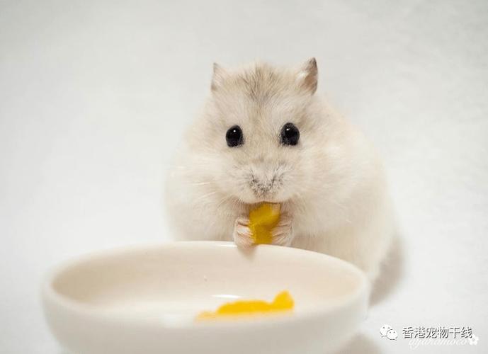 仓鼠要给它玩什么东西