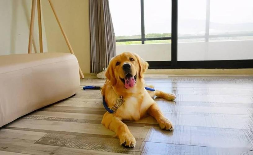 金毛犬训练 金毛犬基本动作训练
