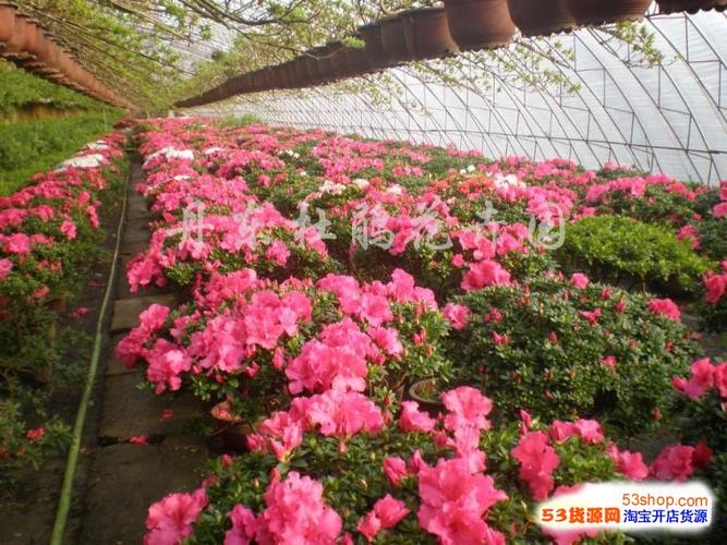 丹东杜鹃花露地栽培品种介绍