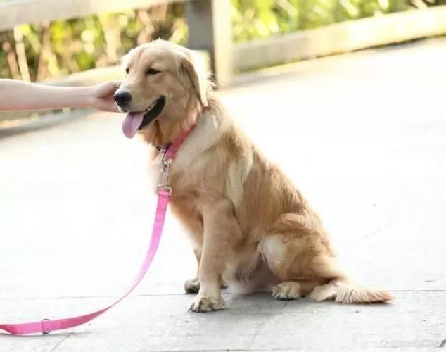 怎么训练狗主人