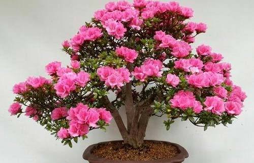杜鹃花的栽培是怎样的