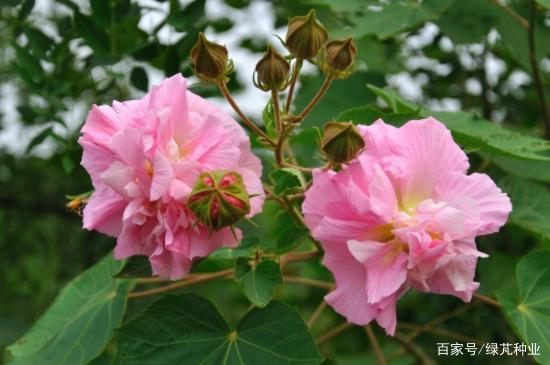 芙蓉花的栽培技术