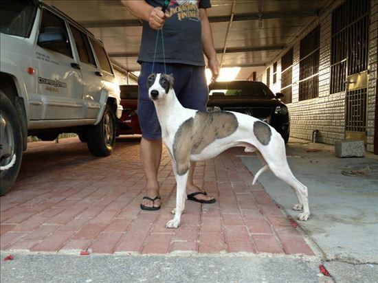 惠比特幼犬训练