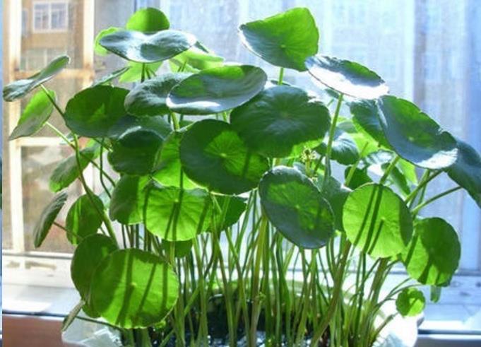 铜钱草的水养方法