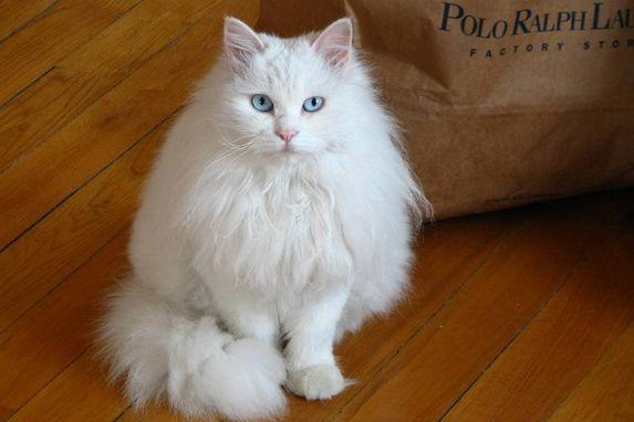山东狮子猫训练