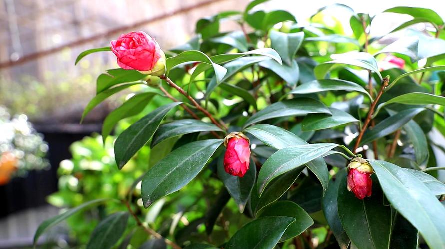 山茶花如何栽培