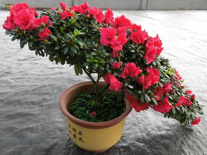 北方栽培杜鹃花
