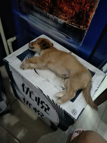 幼犬抱回家不吃东西